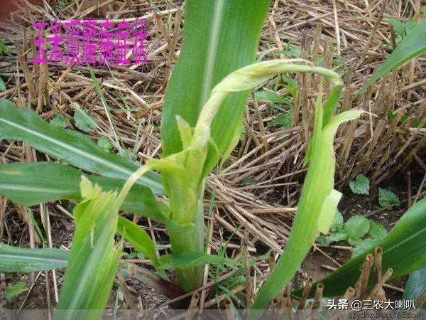 今年的玉米怎么办啊,玉米现在该怎么办