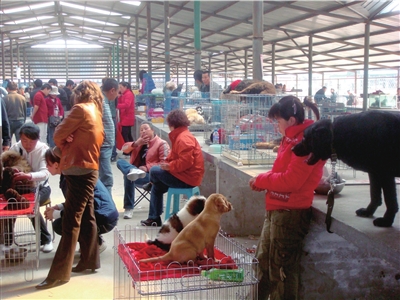 为什么拉布拉多最好看,拉布拉多养黑的好还是白的好