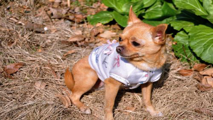 吉娃娃固定神器,吉娃娃遛娃神器