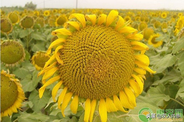 葵花籽最新成交价格本周播报,葵花籽粕价格行情今日报价查询