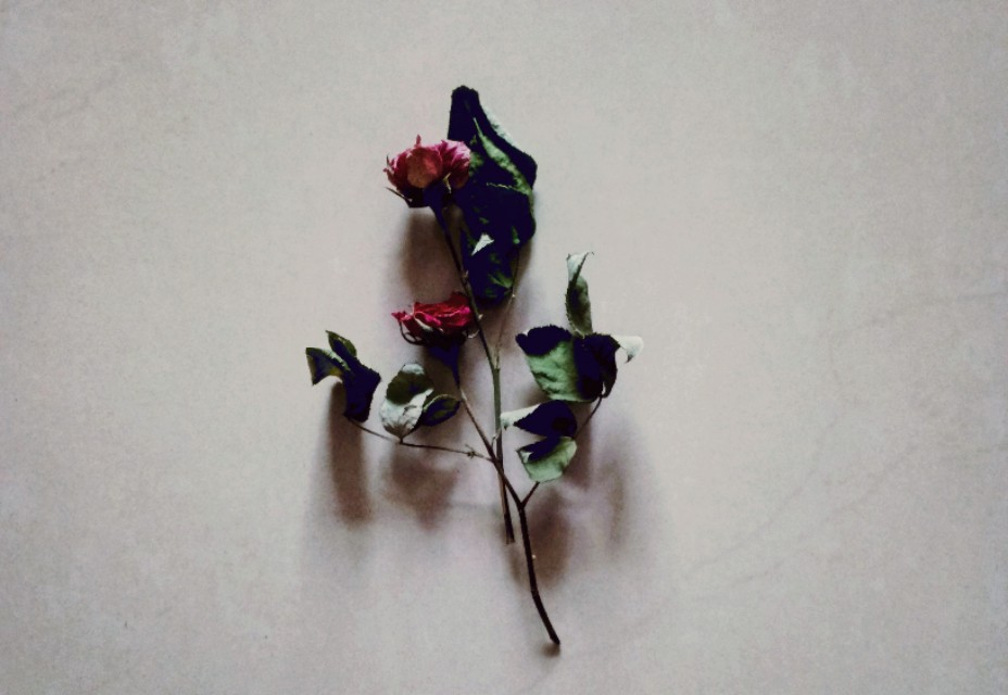 青春的脐带中考满分作文,青春的期盼中考满分作文