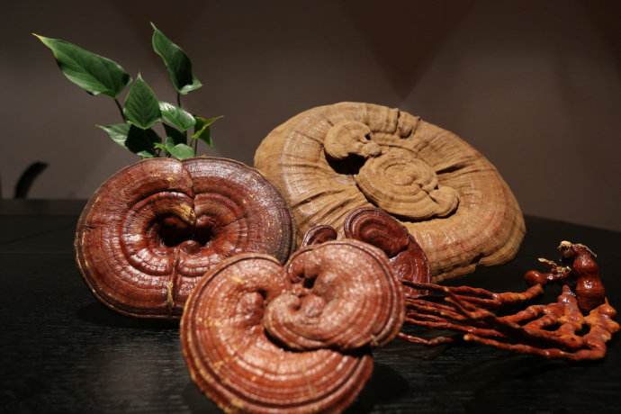 灵芝是草药还是中药,灵芝是植物还是菌类