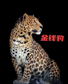 金钱豹的保护现状,金钱豹伤人吗
