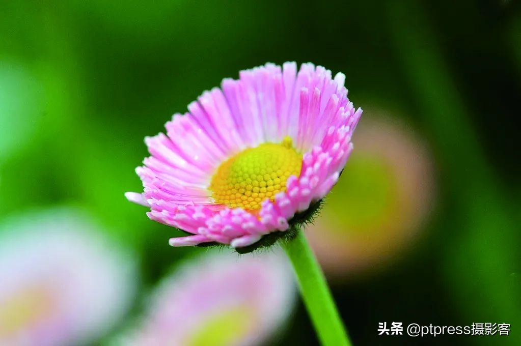 光圈的妙用你真的会调相机光圈吗,相机光圈怎么调都是最大光圈