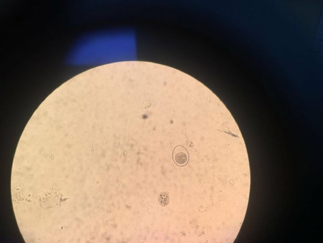 养猫狗真的那么容易感染寄生虫吗,猫狗驱虫药都驱虫哪些虫