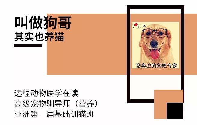 进口猫粮造假窝点,进口宠物粮被查