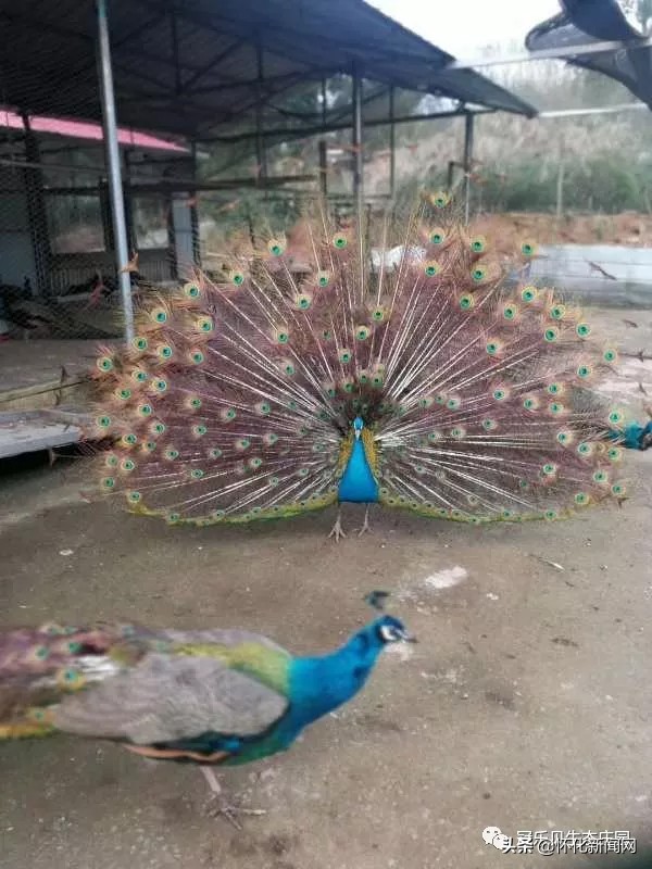 五一怀化亲子游推荐,怀化五一可以带孩子参观的地方