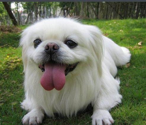 好养的陪伴犬可爱,最适合孩子养的陪伴犬