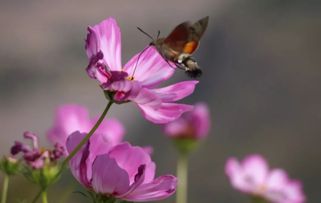传说中的蛊虫真的有吗,传说中的扑棱蛾子