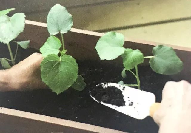 怎么在地里种秋葵,秋葵怎么种植在阳台上