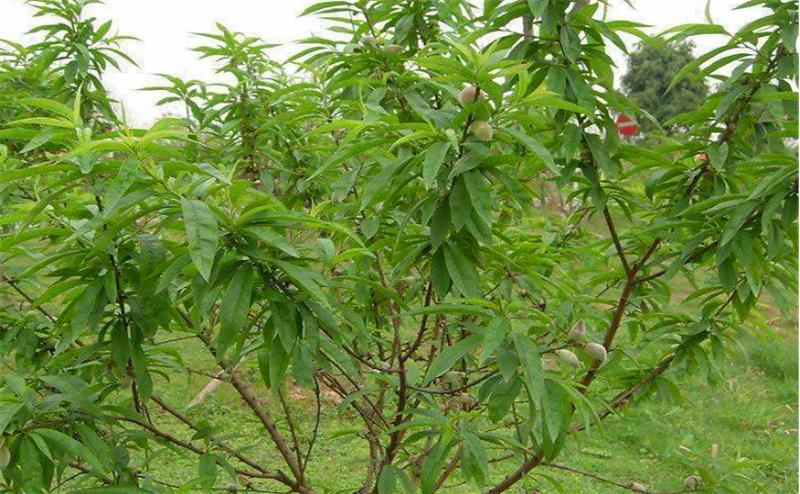 桃树根癌病并不难治，只要你这样来做，保证来年有产量