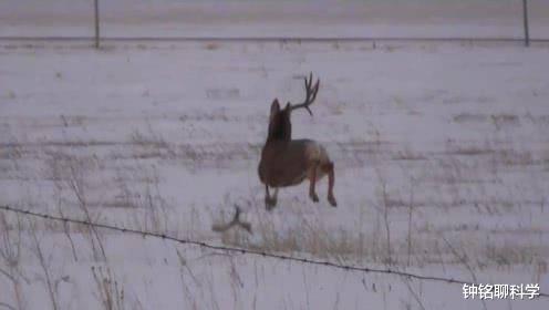 鹿茸养生小知识,鹿茸基本常识介绍