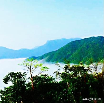 海丰公平西坑绿茶,海丰西坑茶叶