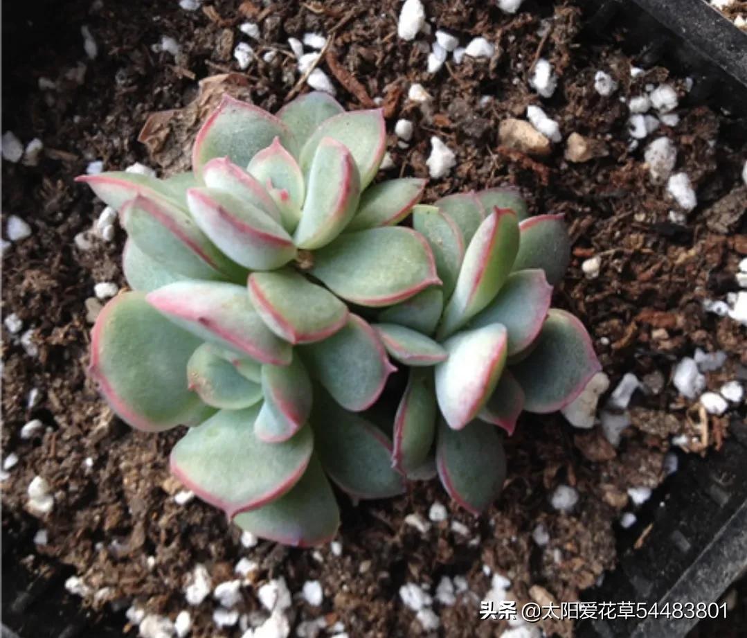 春天多肉容易长虫子吗,春季多肉要预防虫吗