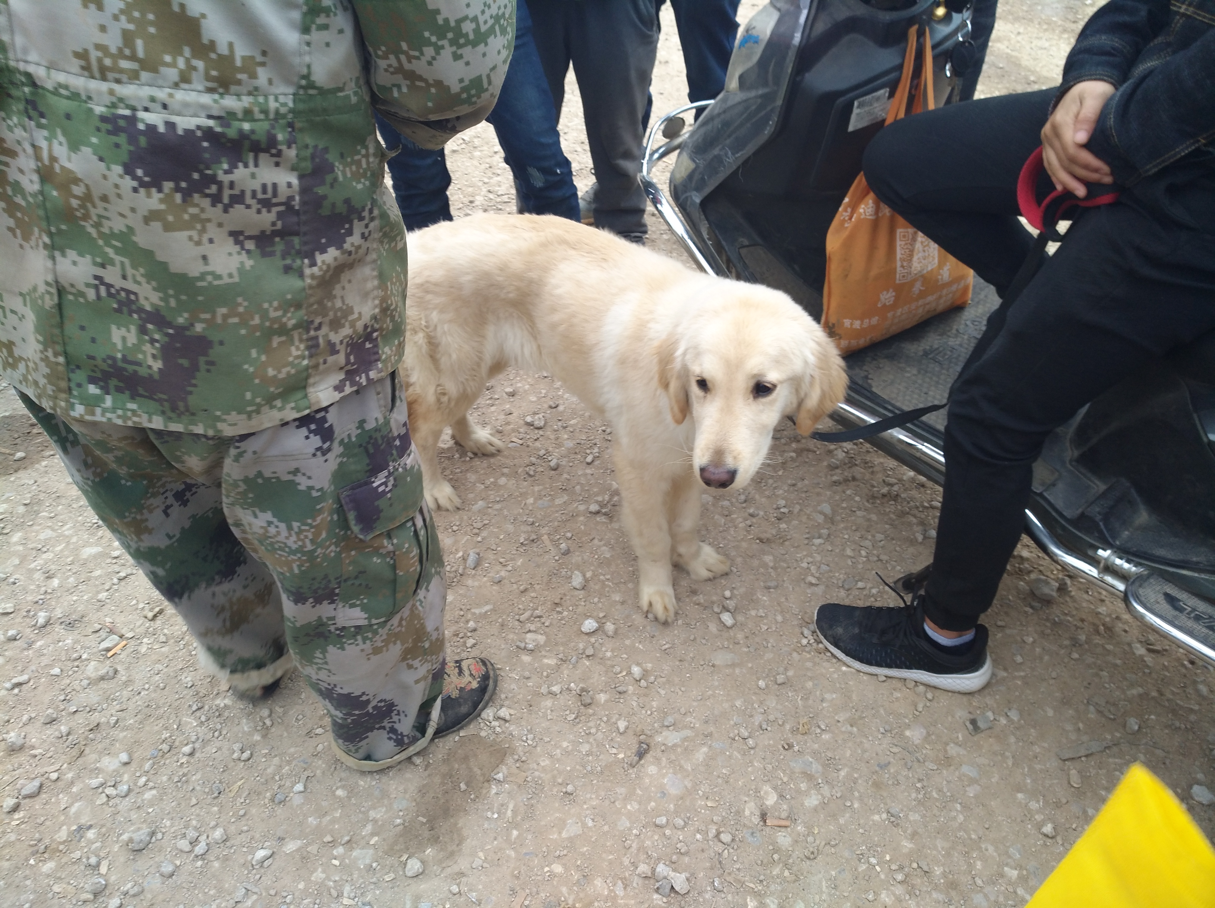 附近金毛出售近期,金毛出售1500元