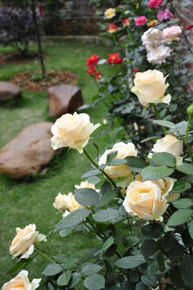 乡村小院改造老房子,乡村小院花园