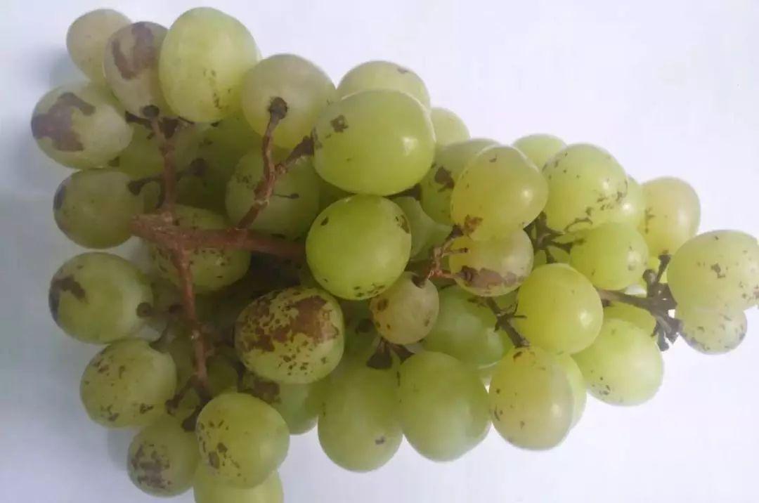 葡萄果实表面有黑斑是什么病害,葡萄幼果期有锈斑什么原因