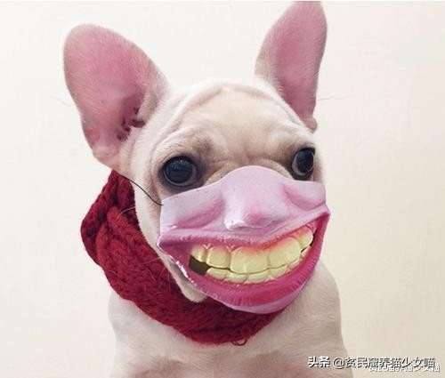 宠物口罩疫情,疫情期间宠物口罩