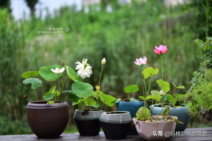 种碗莲要注意的几点,碗莲需要重复种植吗