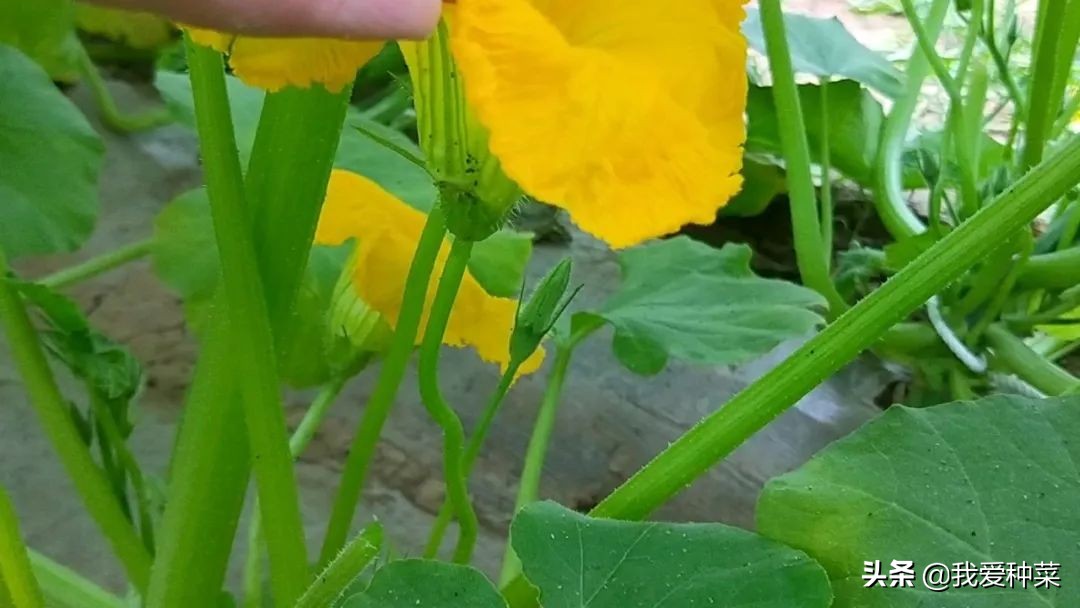 南瓜种植的方法和技术,详细讲解南瓜的种植技术