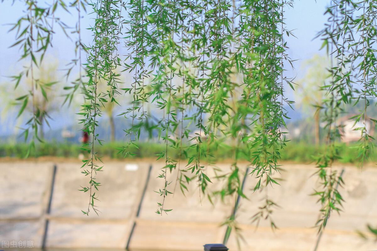 一般的柳树,另类的柳树