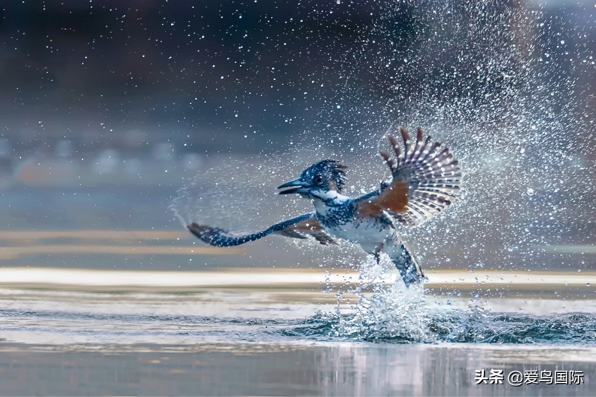 2020观鸟,观鸟大年影片