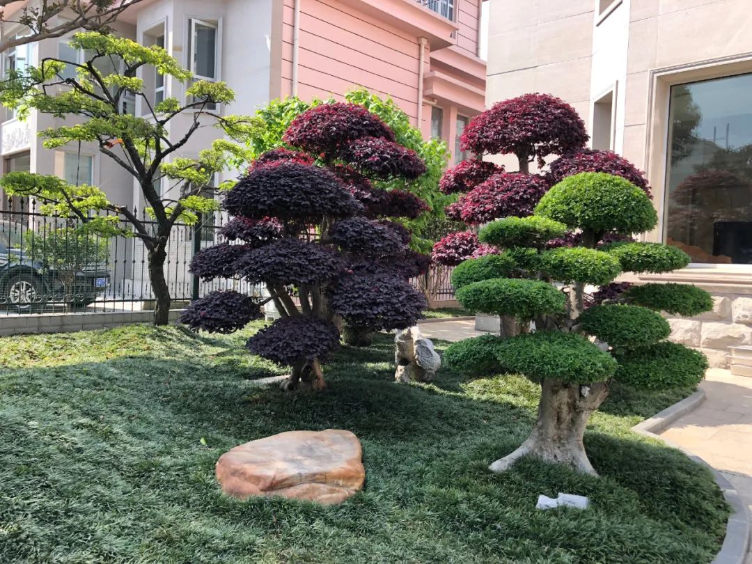 江阴新桥最美庭院,江苏江阴阳台风景