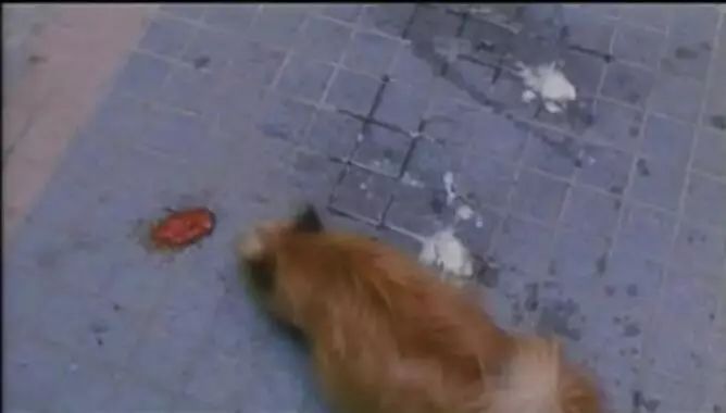 男子故意传染艾滋给大二女生,男子在群里炫耀传播艾滋病