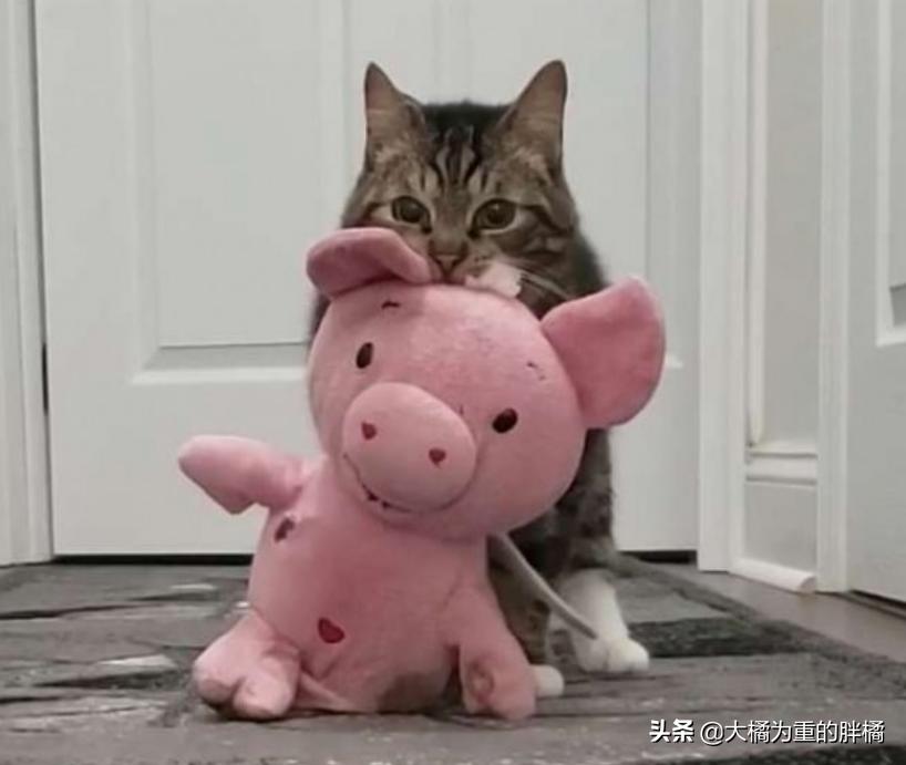 心爱的毛绒小猪被毁后，小猫又有了大堆新朋友“粉红色的我都爱”