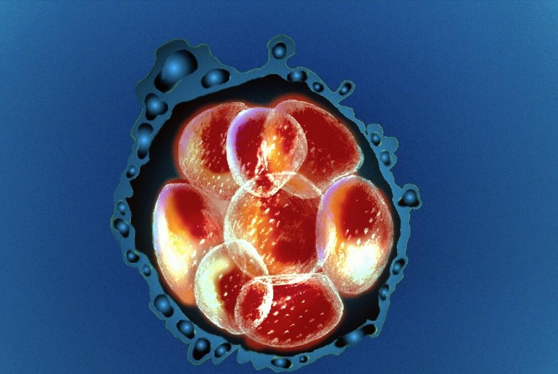 胚胎移植后的黄体支持及孕酮测量，记下这些注意事项