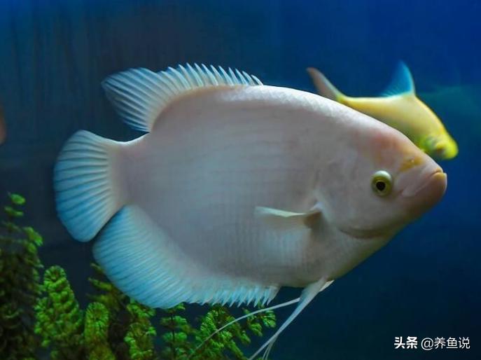 养鱼1357法则什么意思,1357养鱼法是什么