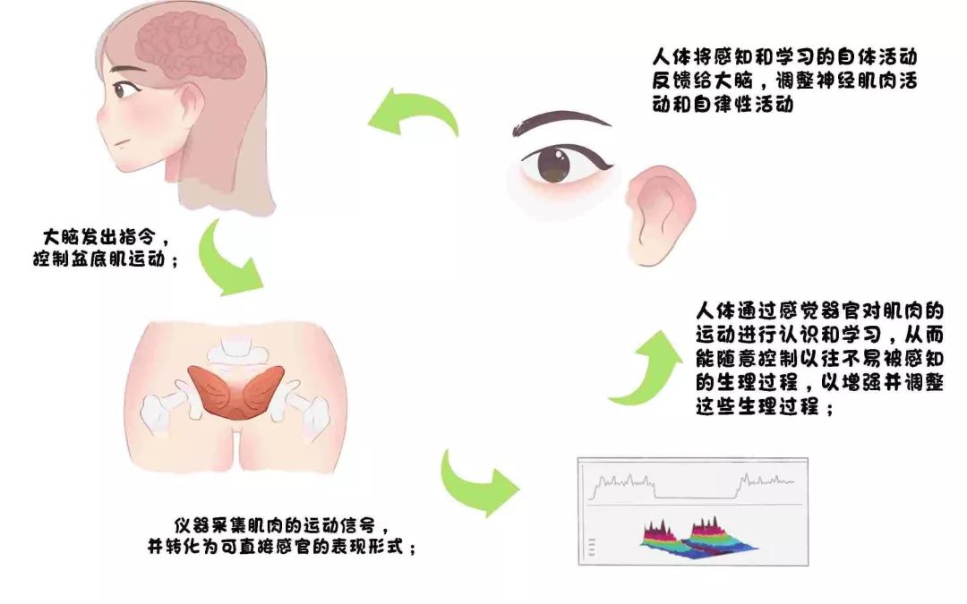 很多女性的尴尬事：一打喷嚏就漏尿！这些尿*禁失**病因须注意（下）