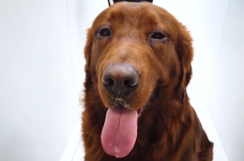 主人给狗狗割双眼皮,狗狗切双眼皮后遗症