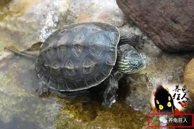 中华花龟和台湾花龟有什么区别,斑纹草龟和普通草龟的区别