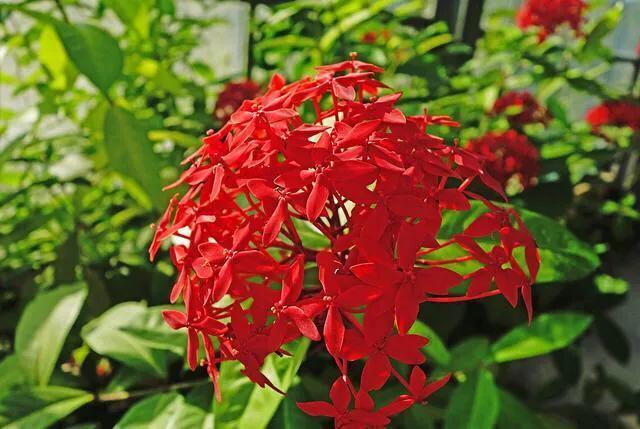 各国国花及其寓意,各国国花和象征意义