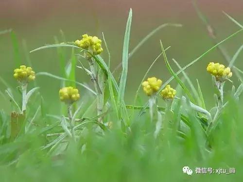 鼠曲草故事,鼠曲草的缺点和危害