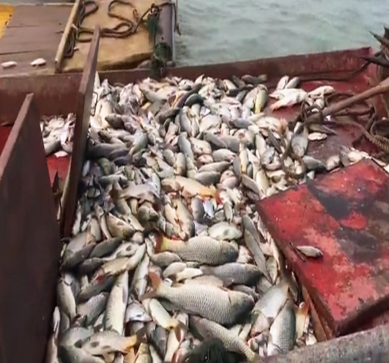 长江禁渔十年后长江渔业怎么样,禁渔渔民生计