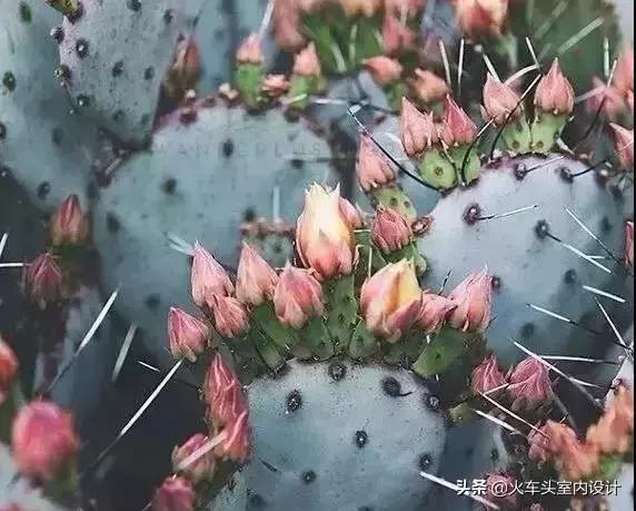 她放弃了总监职位后续,她辞去总监回家扶贫全集