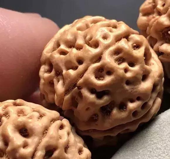 金刚贵贱区别,金刚菩提多久能红