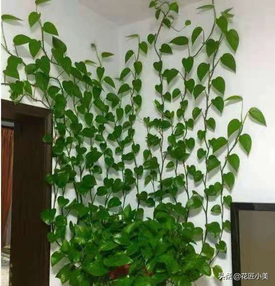 爬藤植物100种,5种爬藤花适合在院子里种植