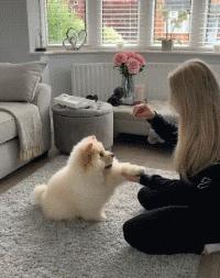 狗狗的宝宝,狗狗的宝宝日常