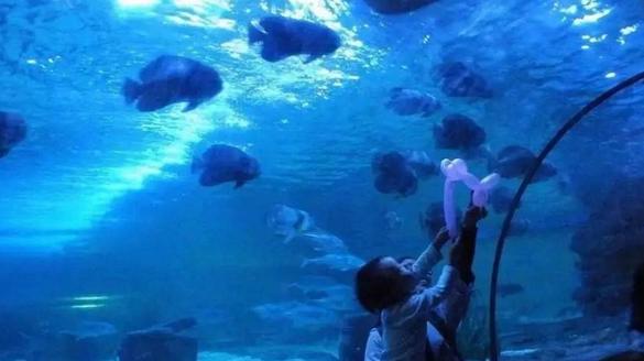 小梅沙海洋世界套票2021,小梅沙海洋世界门票