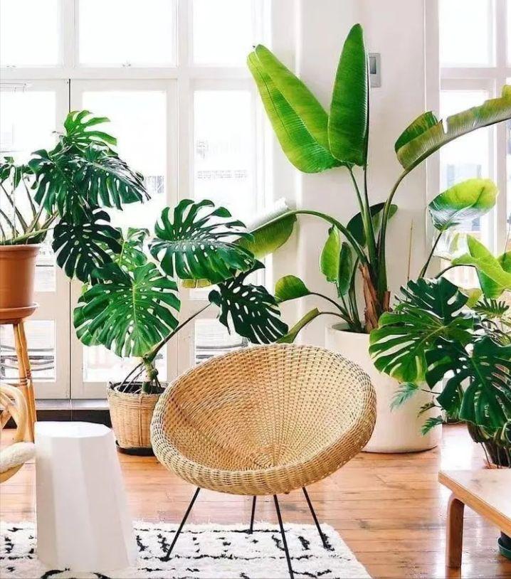 绿植养护植物死了怎么办,绿植为什么在家里养就死了