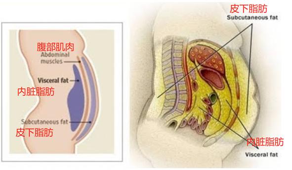 减腰围和肚腩的运动,如何减腰围和肚腩