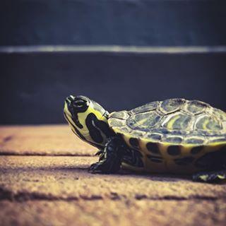 乌龟腐皮腐甲多久上一次药,乌龟腐皮腐甲一定能自愈吗