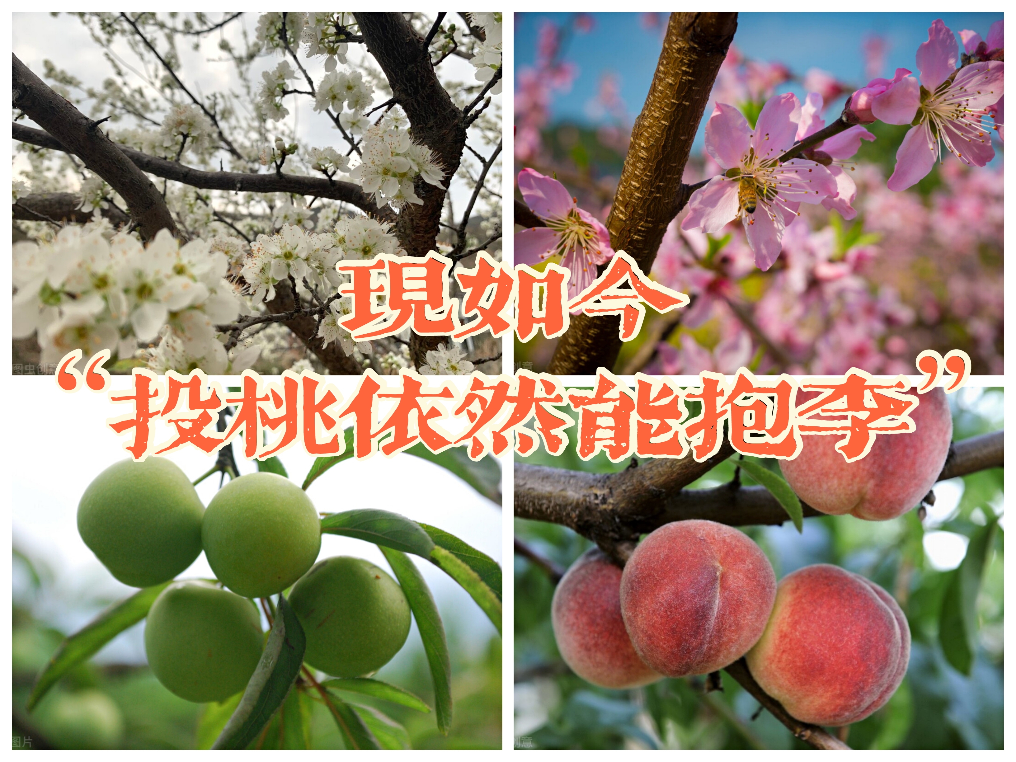 桃、李都是古代重要的水果，问：李子如今为何没落了？答：是误解