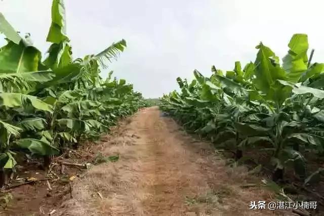 徐闻香蕉基地,本县香蕉种植基地