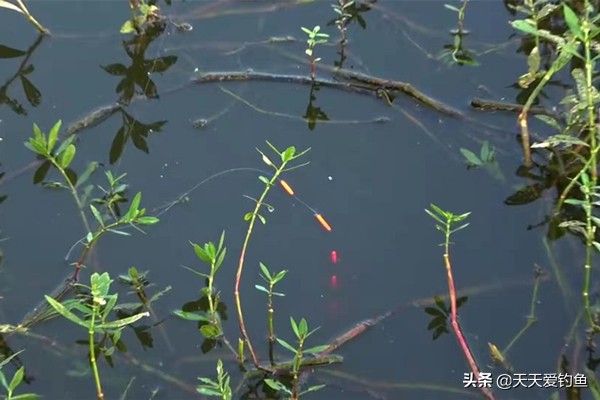 金海夕朝天钩钓大板鲫几号钩,朝天钩绑法单钩调漂方法