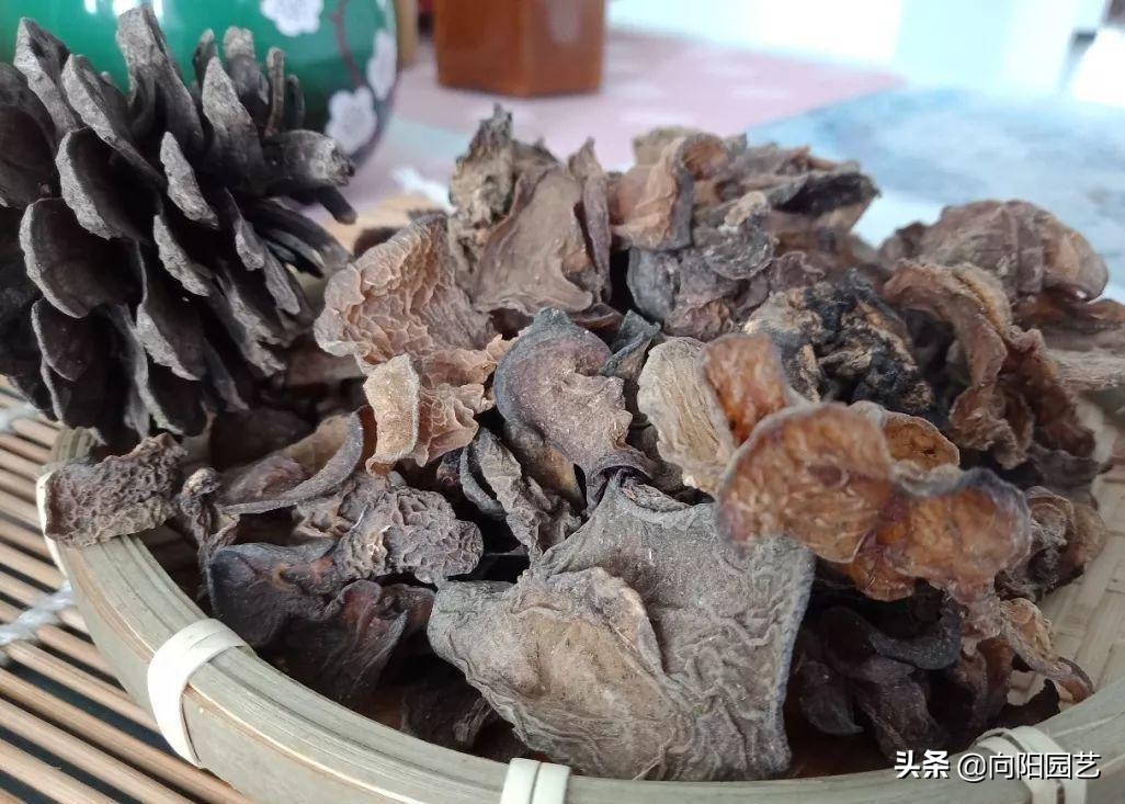 地上捡的木耳,黑木耳清肝明目