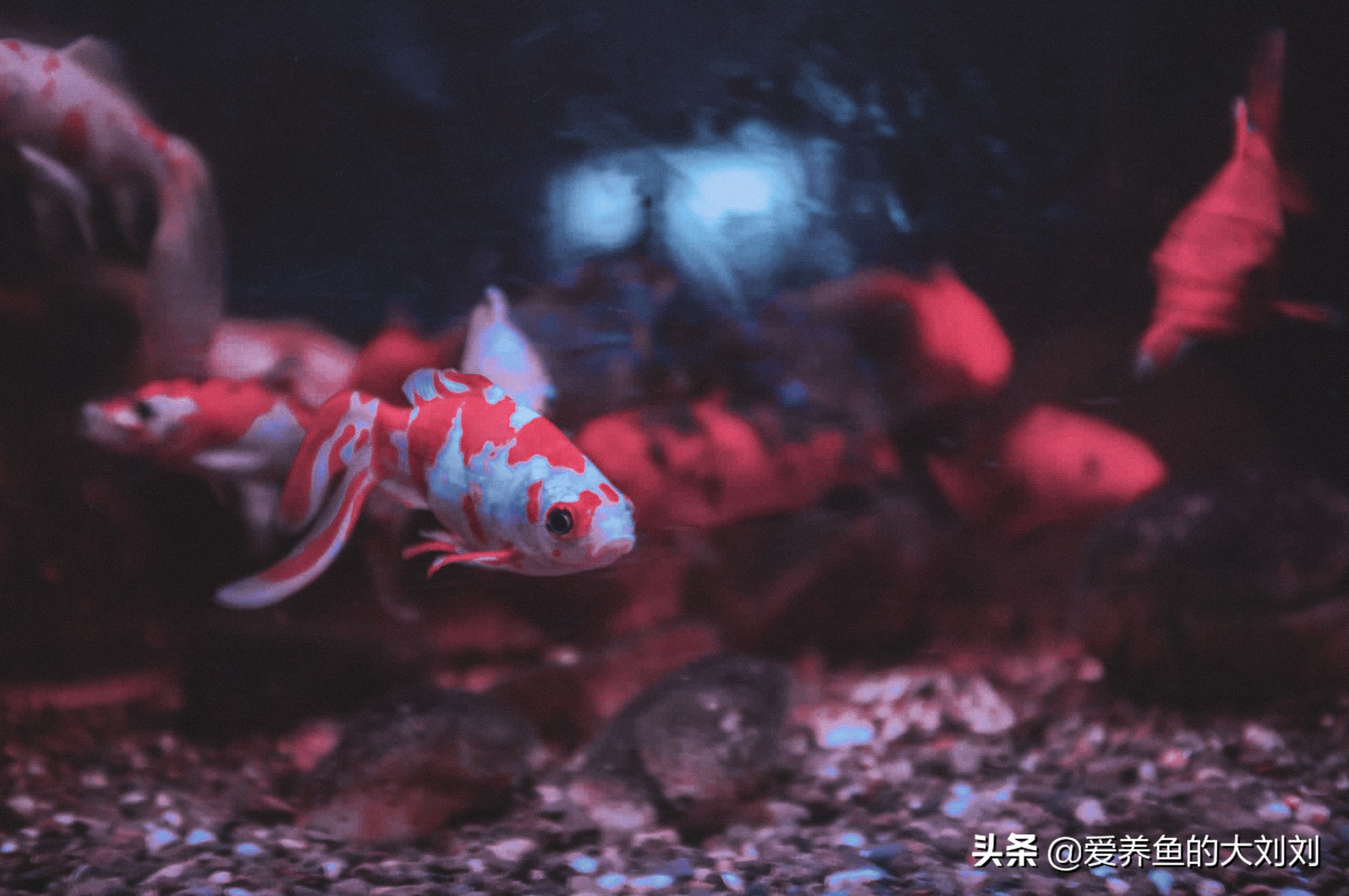 鱼缸是夜间开氧气泵白天开灯是吗,鱼缸的灯需要关了给鱼休息吗